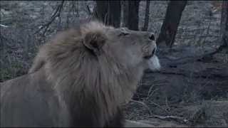 WE SafariLive- Avoca male lion Blondie roaring!