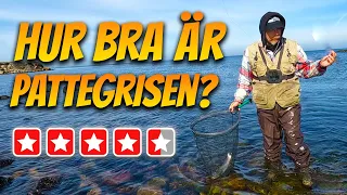 Danska Flugan som Blev Svensk Kändis | Fiskelycka