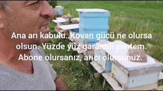 Ana arı kabulu, en güçlü kovan bile olsa yüzde yüz garantili yöntem. Diger bildiginizi unutun.