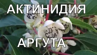 Как отличить актинидию женскую от мужской?