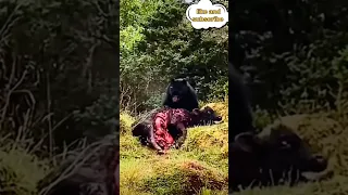 Grizzly bear survival mode #shorts #shortvideo #attack #viral