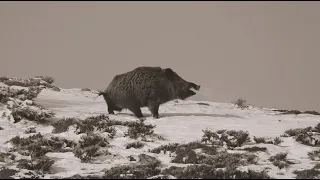 FULL ACTION WİLD BOAR HUNTİNG IN THE SNOW| CHASSE AU SANGLİER| KARDA AKSİYON DOLU DOMUZ AVI