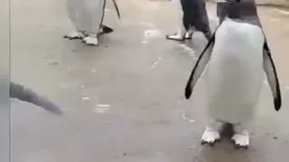 Pinguine feiern das Wochenende anders