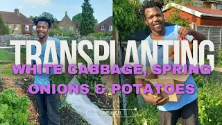 Transplanting white cabbage, spring onions & potatoes in my UK allotment | Live Well