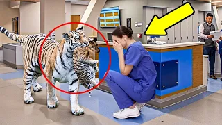 The Tiger Invaded the Hospital and the Nurse Broke into Tears upon Discovering the Reason