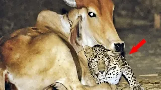 Wild Leopard Visits This Cow Every Night, And You'll Be Shocked To Learn Why!