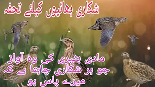 Mada Batair Ki Real Awaz Chunak K Sath || Female Quail Sound 2023