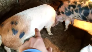 Свиньи в 6 месяцев / вес свиней в пол года