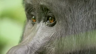 Young Silverback Gorilla Makes Difficult Decision | Growing Up Wild | BBC Earth