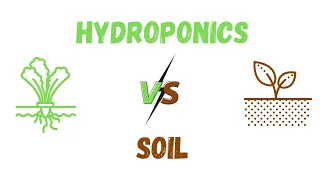 Hydroponics Vs Soil. Which is Better? | Best Growing Method | Comparing | Growth in Water.