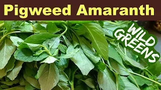 Garden Weeds You Can Eat - Pigweed Amaranth