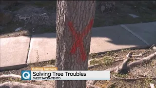Sacramento Tree Troubles