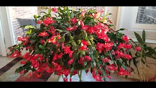 How to Get Your Thanksgiving and Christmas Cactus to Bloom for the Holidays!