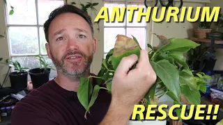 Anthurium Rescue ~ Care Guide ~ Flamingo Flower Care