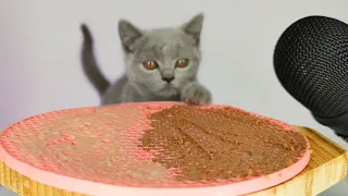 Cat eating licking food and creamy treats ASMR