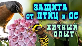 ЗАЩИТА ОТ ПТИЦ И ОС - ЛИЧНЫЙ ОПЫТ