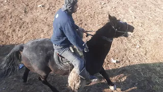 Дар майдон Эшон пахлавон бо аспи Абдуразок асп бо номи Император хунарнамои кард.