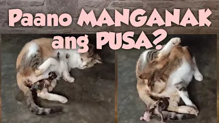 Paano manganak ang pusa? HOW DO CAT gave birth?