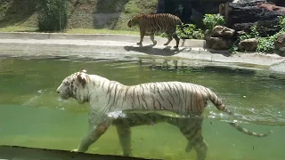 Dehiwala Zoo - White Tiger swimming