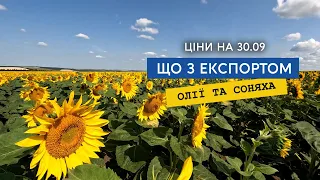 Ціна на соняшник росте! Кукурудза, пшениця на 30.09. Аналіз експорту соняшнику та соняшникової олії.