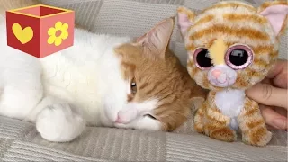 Cute cat part four | Bellboxes | Workout with Simba | 4 |