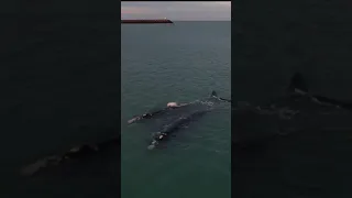 Volvió la magia: las ballenas vuelven a visitar la costa de Necochea y Quequén