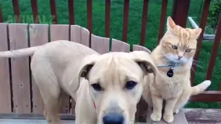 Кошки против собак / CATS vs DOGS  Compilation