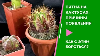 Болезни растений. Пятна на кактусах и суккулентах: причины появления и как с ними бороться.