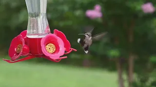 This is Hummingbird Heaven | United States of Animals  Animal Kingdom