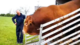 Limousin bull going to meet the cows on the pasture