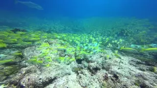 Diving - Quilalea and Zanzibar - 2015