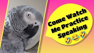 Bird Practicing New Words🤣#birds #parrot #talkingparrot #pets #animals #funny #fun  #youtube #fyp