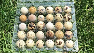 QUAIL MATH: How much does an adult quail eat and how much does an egg cost!