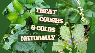 Top 4 Jamaican Medicinal Herbs for TREATING RESPIRATORY INFECTIONS /  How to Treat Colds Naturally