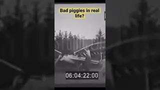Bad piggies in real life?