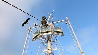 Timberrr!!! - Trimming Down the Mast - Emerald Isle: Ep.91 Fishing Boat Refit