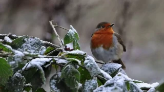 English Country Garden..No 1 ….jimmie rodgers Quaint Little song