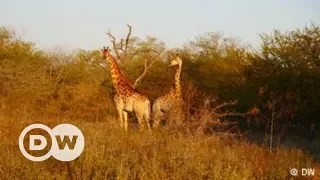 Repopulating Wildlife Parks in Mozambique | DW English