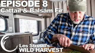 Wild Harvest | Season 2 | Episode 8 | Cattail & Balsam Fir