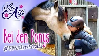 Lia & Alfi - FMA im Stall bei den Ponys