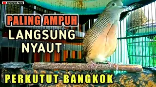 Pancingan perkutut bangkok SUARA BESAR MERDU.