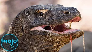 Top 10 Most Dangerous Reptiles on Earth