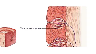 What are Taste Receptors? How Does it Work? Animation