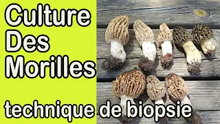 Morel Morchella Mushroom Cultivation Sample Collecting From Nature | Biopsy Tissue | Grow Mushroom