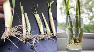 Hydroponic lemongrass cultivation | How to grow lemongrass in water