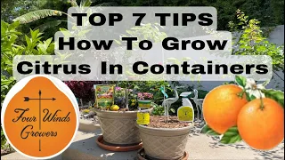 How To Grow Fruit Trees (CITRUS) In Containers | feat. FourWindsGrowers.com