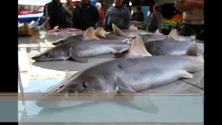 Sharks on a market in Italy