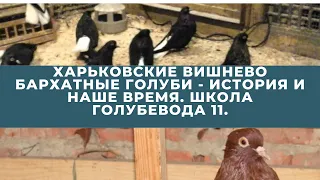 Харьковские вишнево бархатные голуби - история и наше время. Школа голубевода 11.