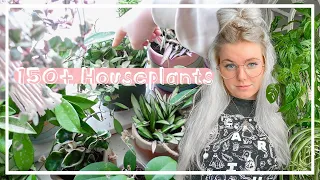 My Entire Houseplant Collection 150+ Plant Tour | Summer 2021