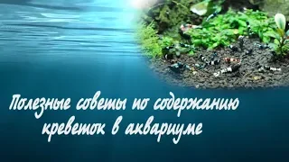 Полезные советы по содержанию креветок в аквариуме